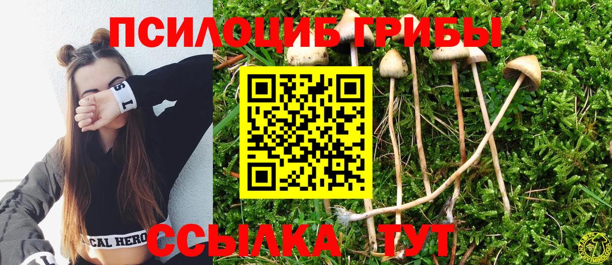 Псилоцибиновые грибы Psilocybe Елабуга